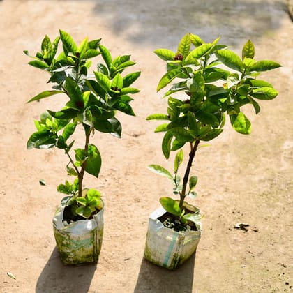 Buy Ixora Pink (Any Colour) in 7 Inch Nursery bag | Urvann.com