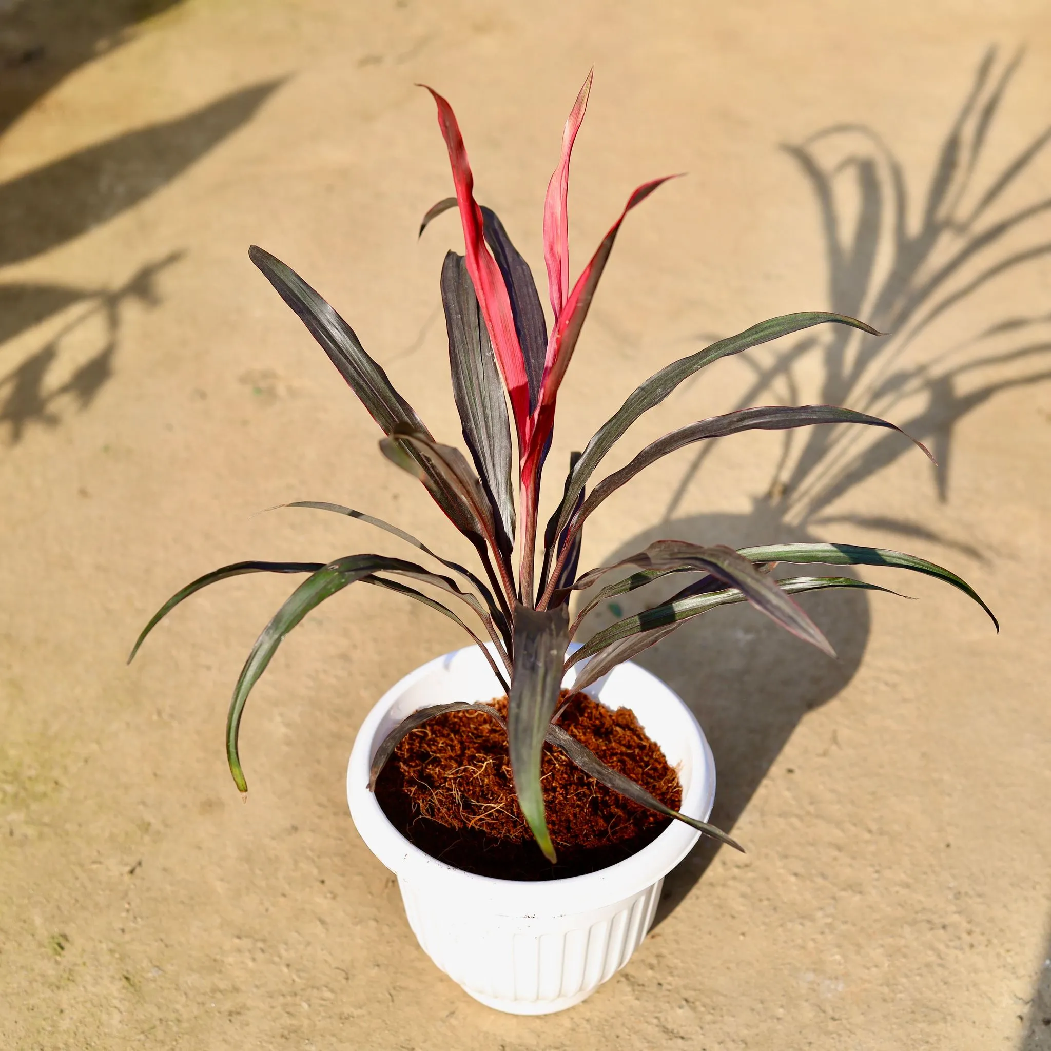 Air Purifying - Dracaena Mahatama mini in 8 Inch White Olive Plastic Pot