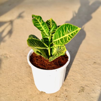 Buy Croton Petra in 6 Inch White Super Nursery Pot | Urvann.com