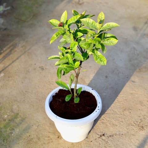 Ixora Pink (Any Colour) in 10 Inch Classy White Plastic Pot