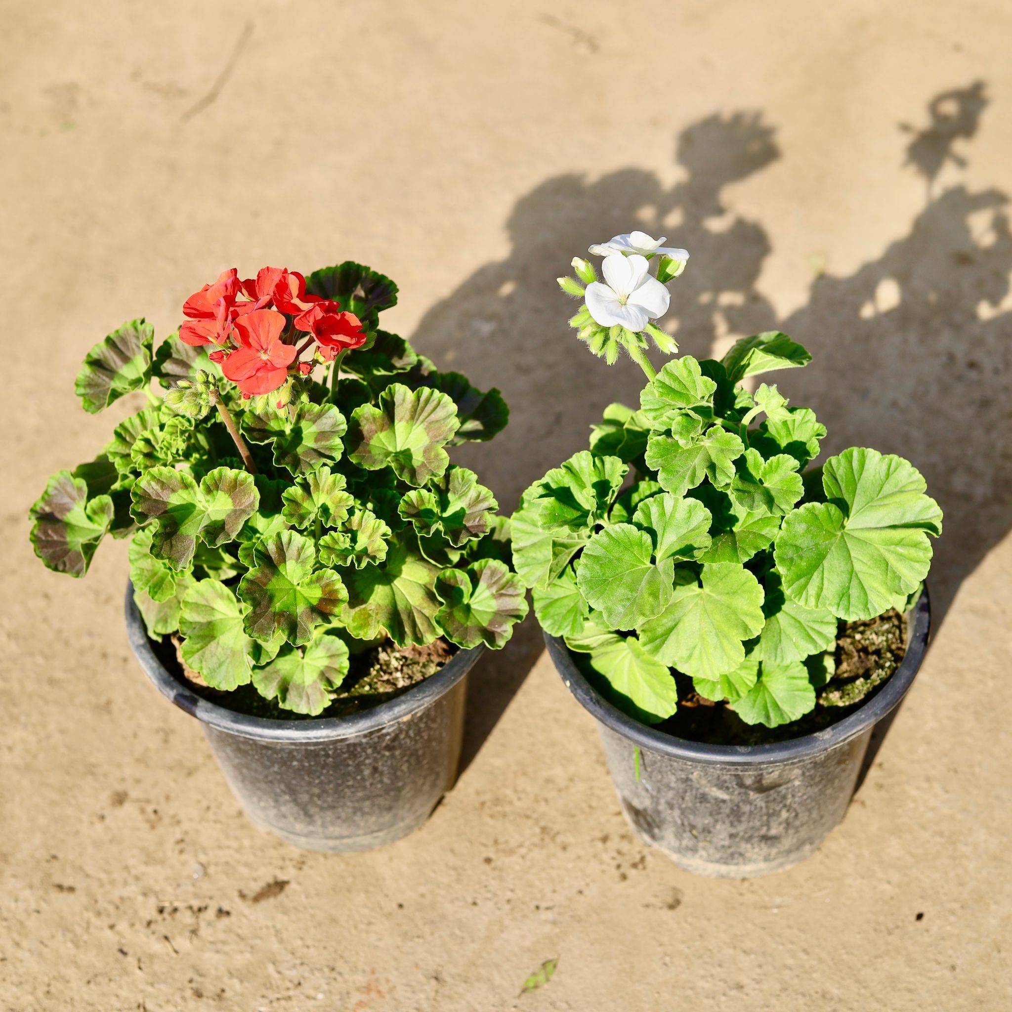 Set of 2 - Geranium (Any colour) in 8 Inch Nursery Pot