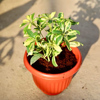 Buy Schefflera Variegated in 8 Inch Terracotta Red Olive Plastic Pot | Urvann.com