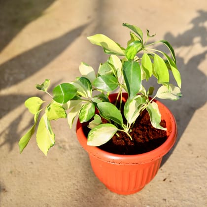Buy Schefflera Brassia in 8 Inch Terracotta Red Olive Plastic Pot | Urvann.com