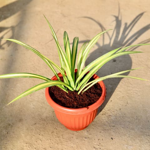 Pandanus / Golden Spider in 8 Inch Terracotta Red Olive Plastic Pot