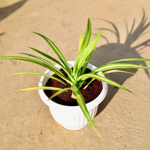 Pandanus in 8 Inch Nursery Pot