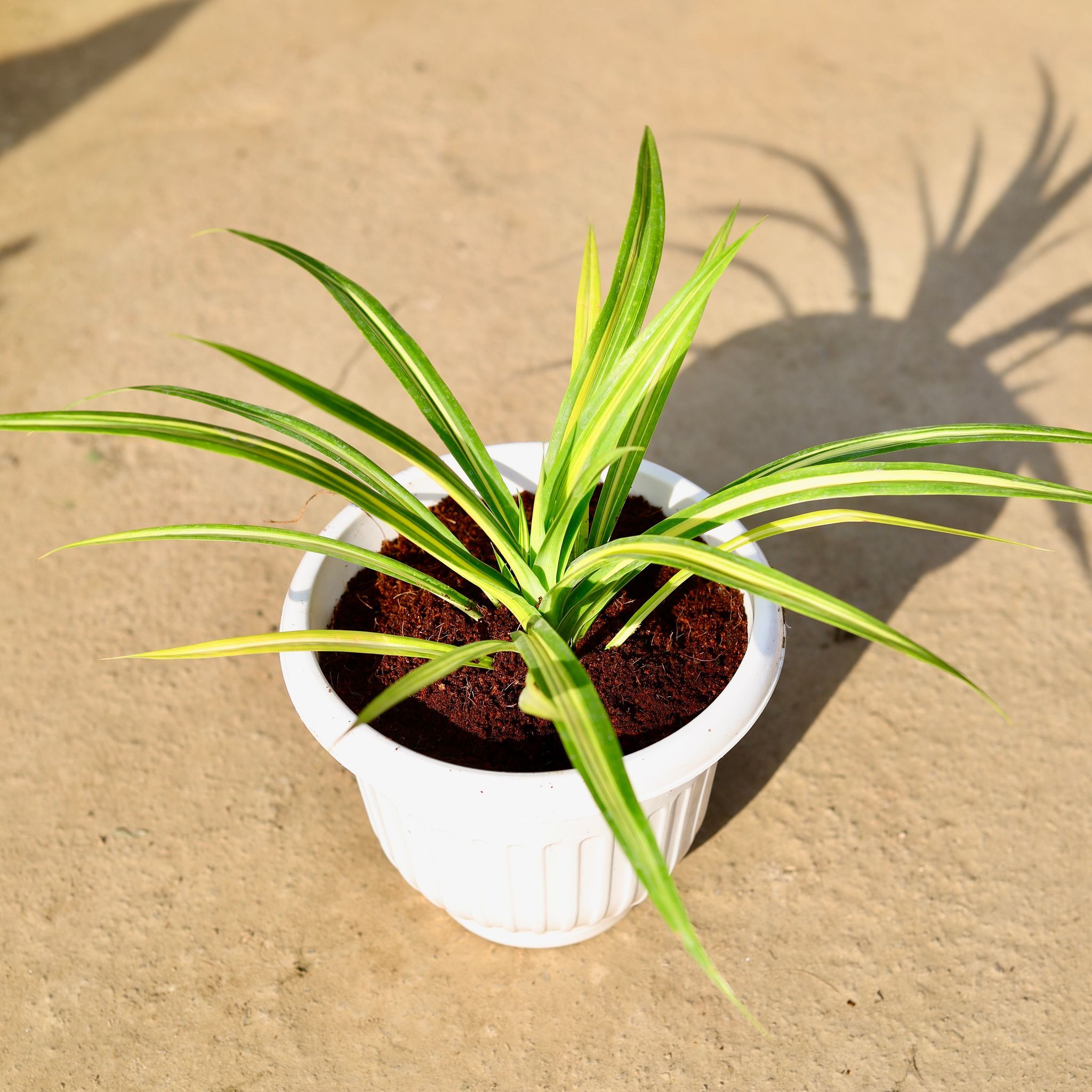 Pandanus in 8 Inch Nursery Pot