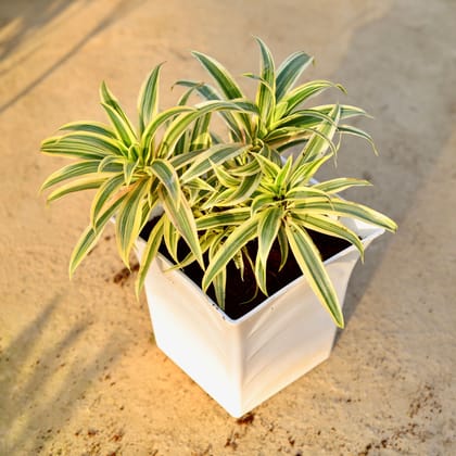 Buy Dracaena Messenger / Song of India in 8 Inch White Premium Tokyo Square Plastic Pot | Urvann.com