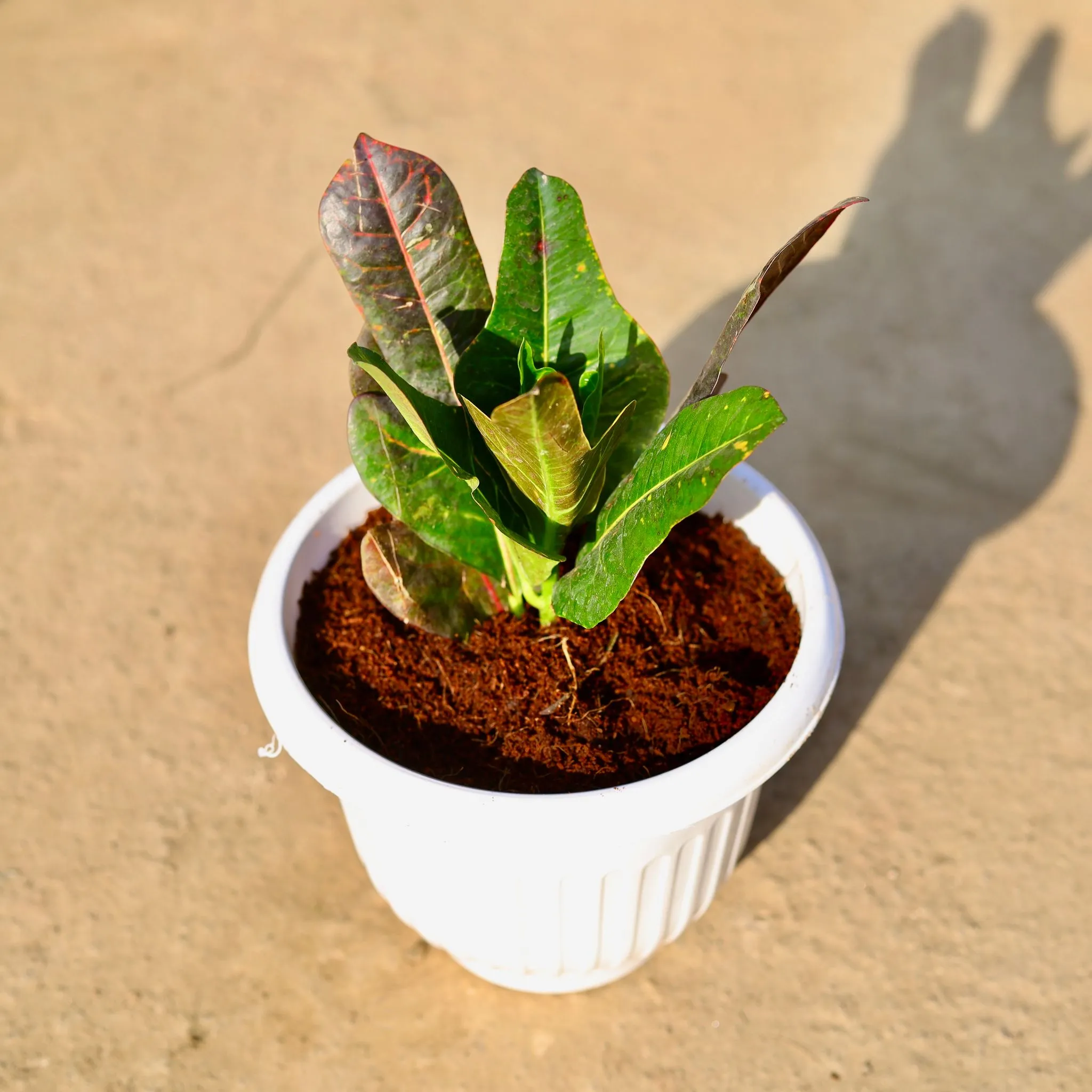 Croton Petra in 8 Inch White Olive Plastic Pot