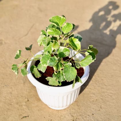 Buy Aralia Apple leaf in 8 Inch White Olive Plastic Pot | Urvann.com