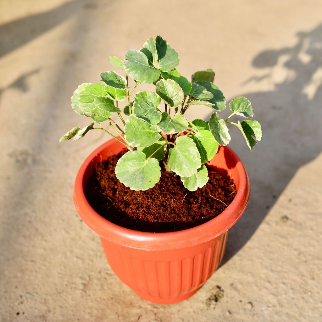 Aralia Apple leaf in 8 Inch Terracotta Red Olive Plastic Pot