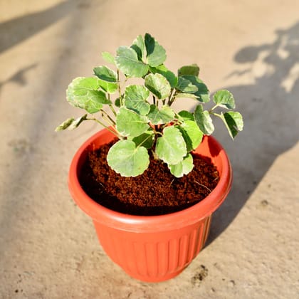 Buy Aralia Apple leaf in 8 Inch Terracotta Red Olive Plastic Pot | Urvann.com