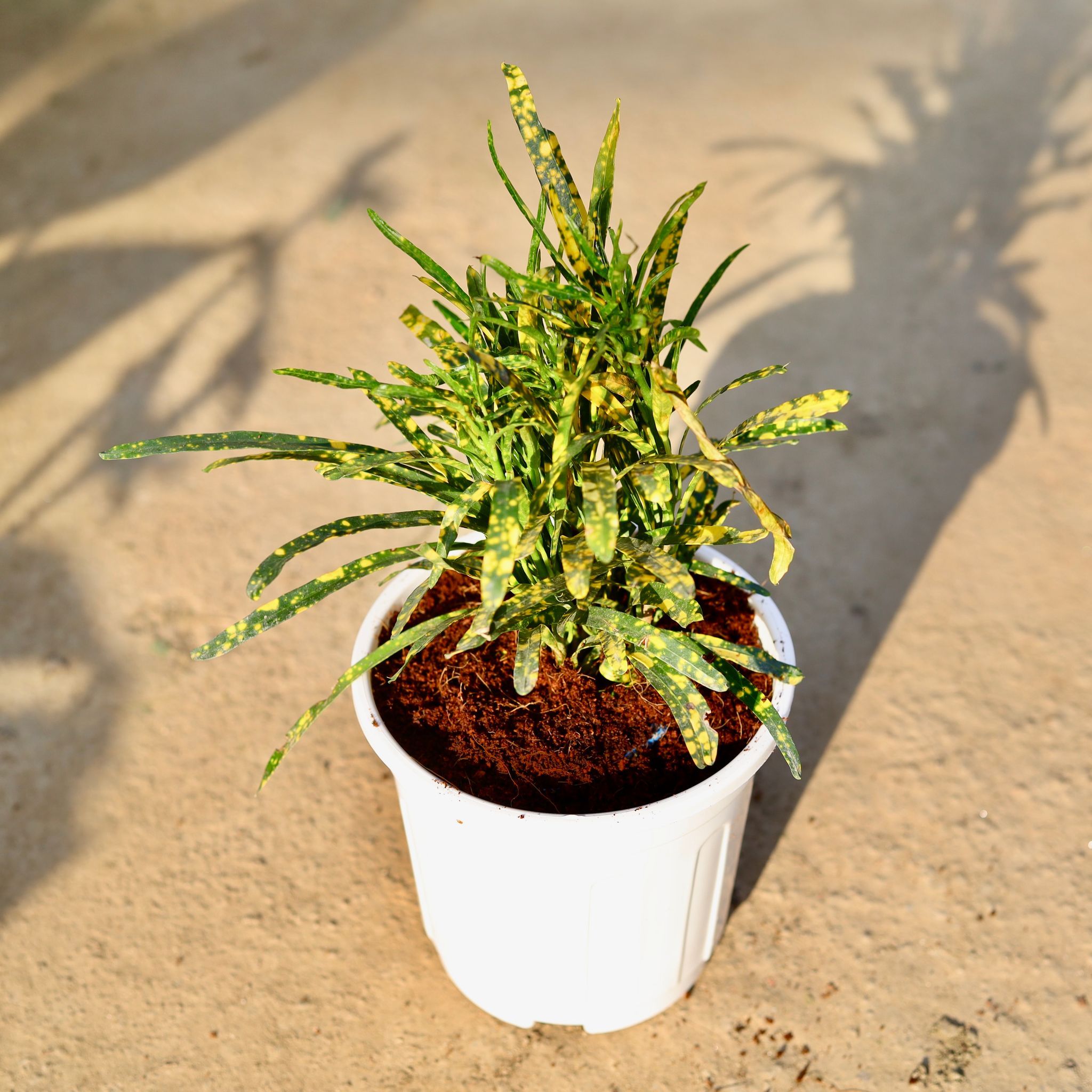 Chironji Croton Gold Star in 6 Inch White Super Nursery Pot