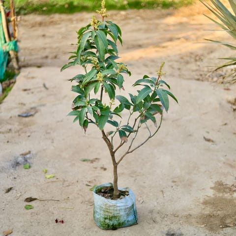 Thai Mango in 10 Inch Nursery bag