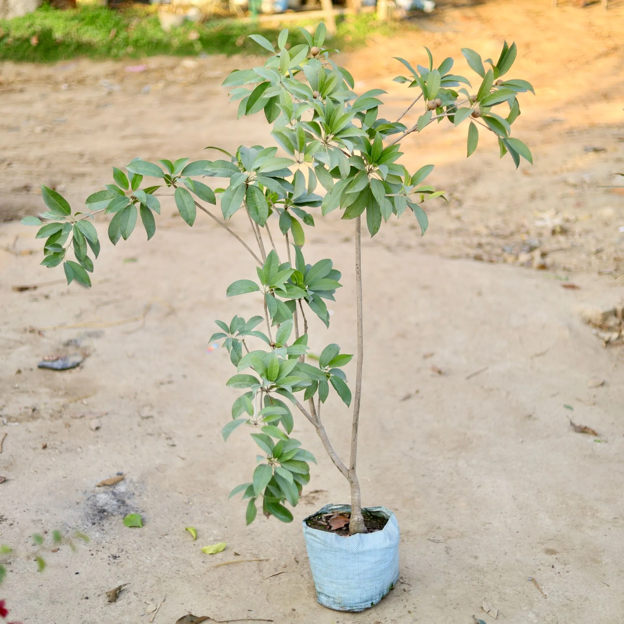 Chiku / Sapodilla in 10 Inch Nursery bag