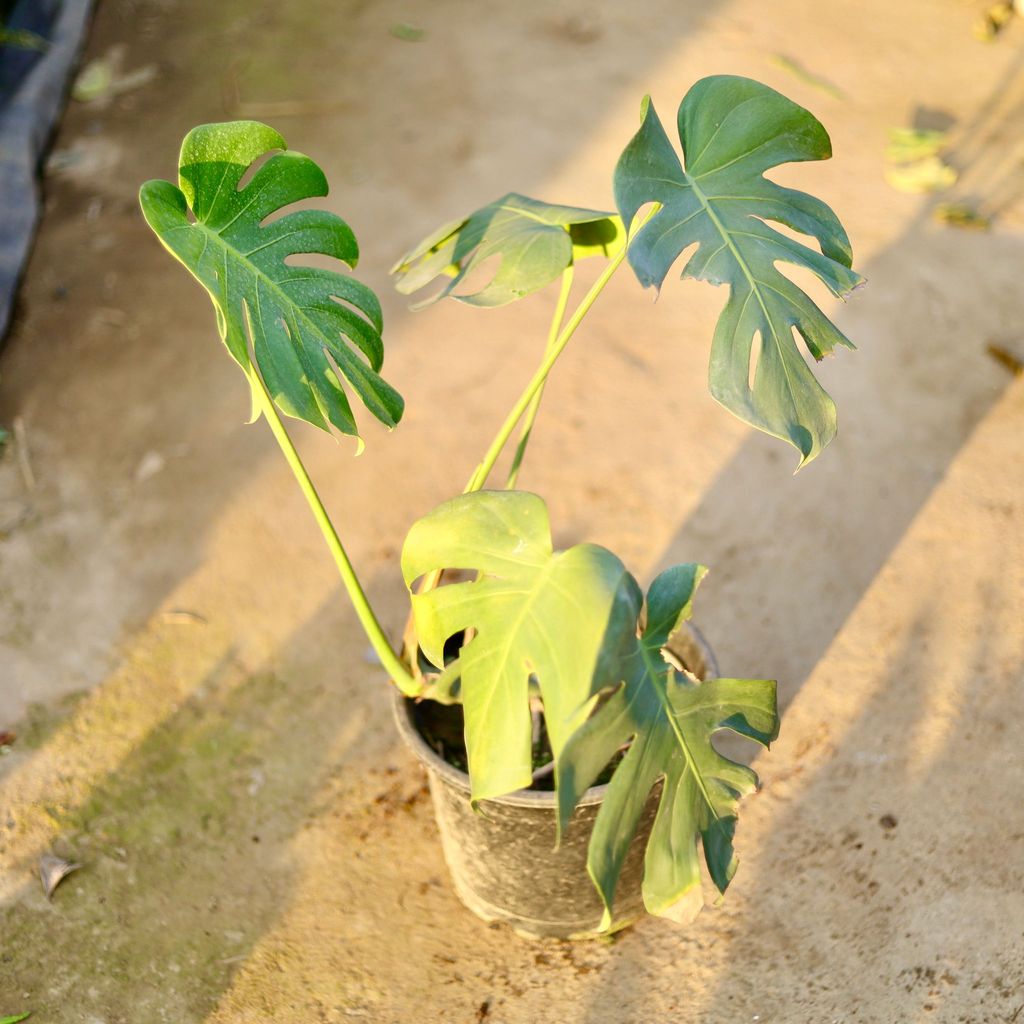 Buy Monstera Deliciosa in 10 Inch Nursery Pot | Urvann.com Monstera Deliciosa in 10 Inch Nursery Pot
