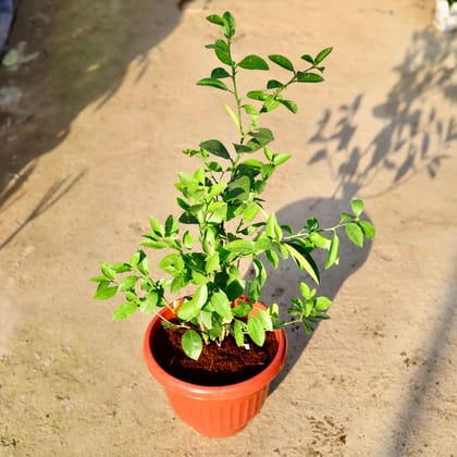 Buy Nimbu / Lemon Plant? in 10 Inch Terracotta Red Olive Plastic Pot | Urvann.com