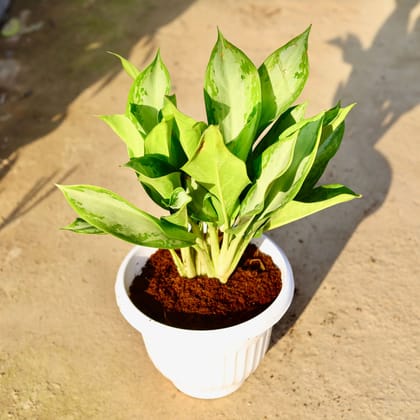 Buy Aglaonema Dove in 10 Inch Terracotta White Olive Plastic Pot | Urvann.com