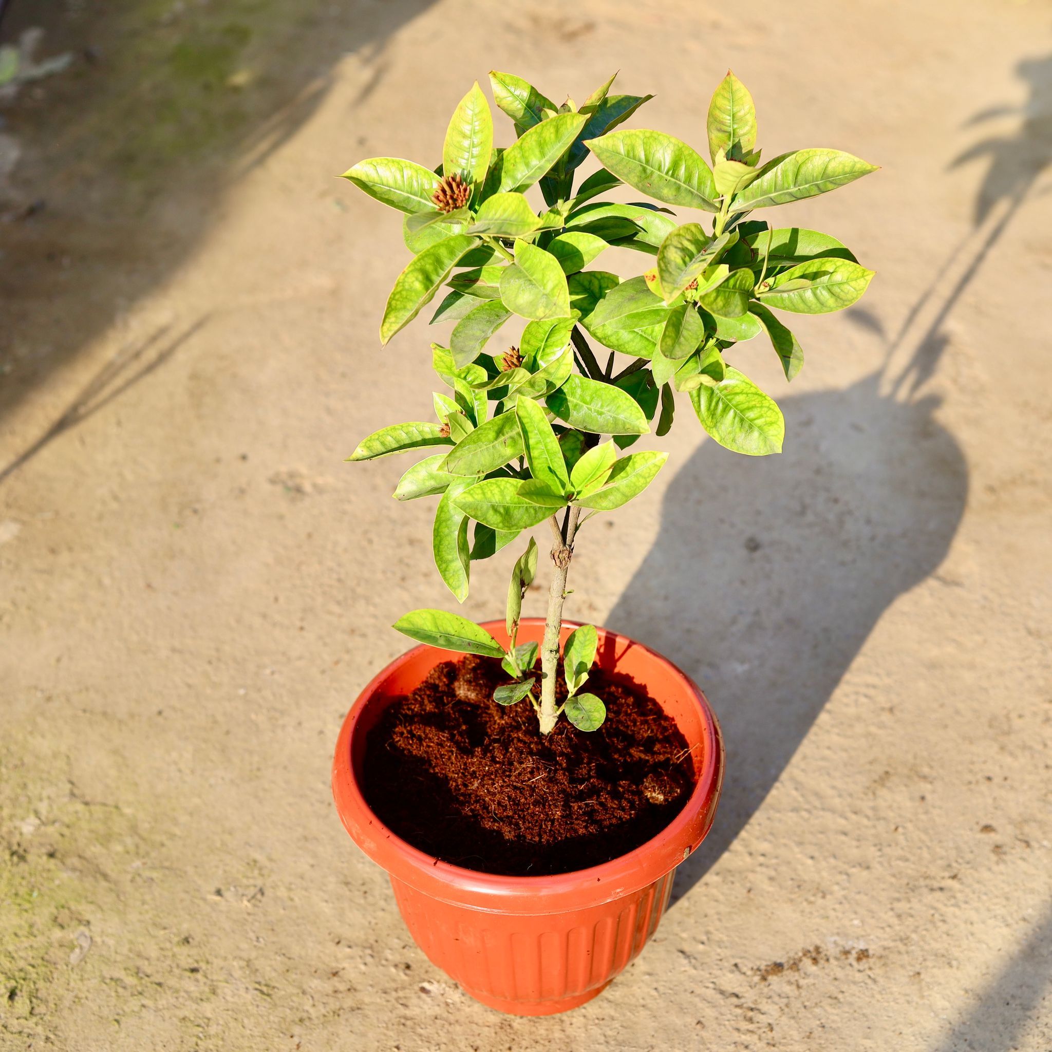 Ixora Pink (Any Colour) in 10 Inch Terracotta Red Olive Plastic Pot