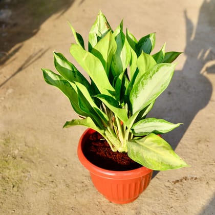 Buy Aglaonema Dove in 10 Inch Terracotta Red Olive Plastic Pot | Urvann.com