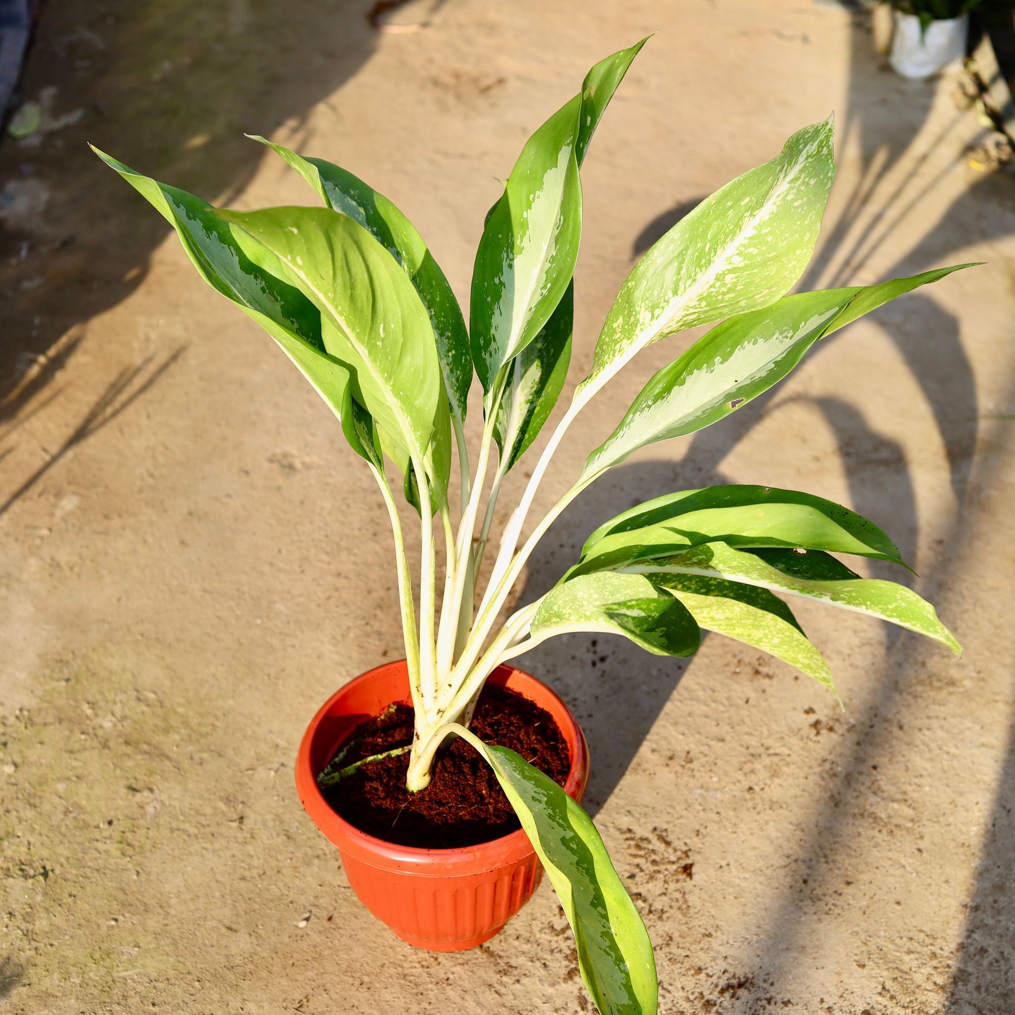 Aglaonema Silver in 10 Inch Terracotta Red Olive Plastic Pot