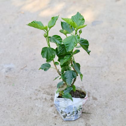 Buy Desi Hibiscus / Gudhal (Any Colour) in 7 Inch Nursery bag | Urvann.com