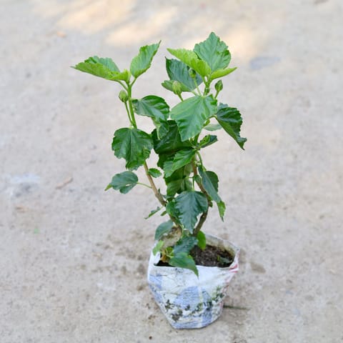 Desi Hibiscus / Gudhal (Any Colour) in 7 Inch Nursery bag