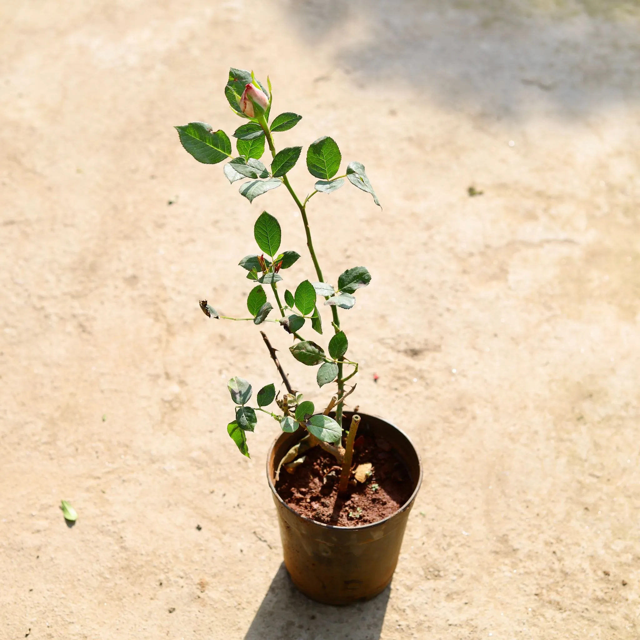 English Rose (Any Colour) in 6 Inch Nursery Pot