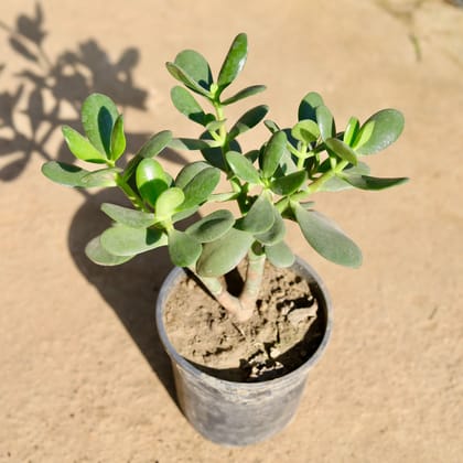 Buy Crassula Jade in 6 Inch Nursery Pot | Urvann.com