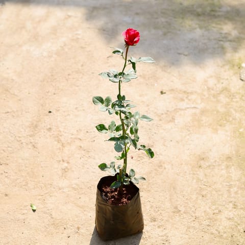 English Rose (Any Colour) in 6 Inch Nursery bag