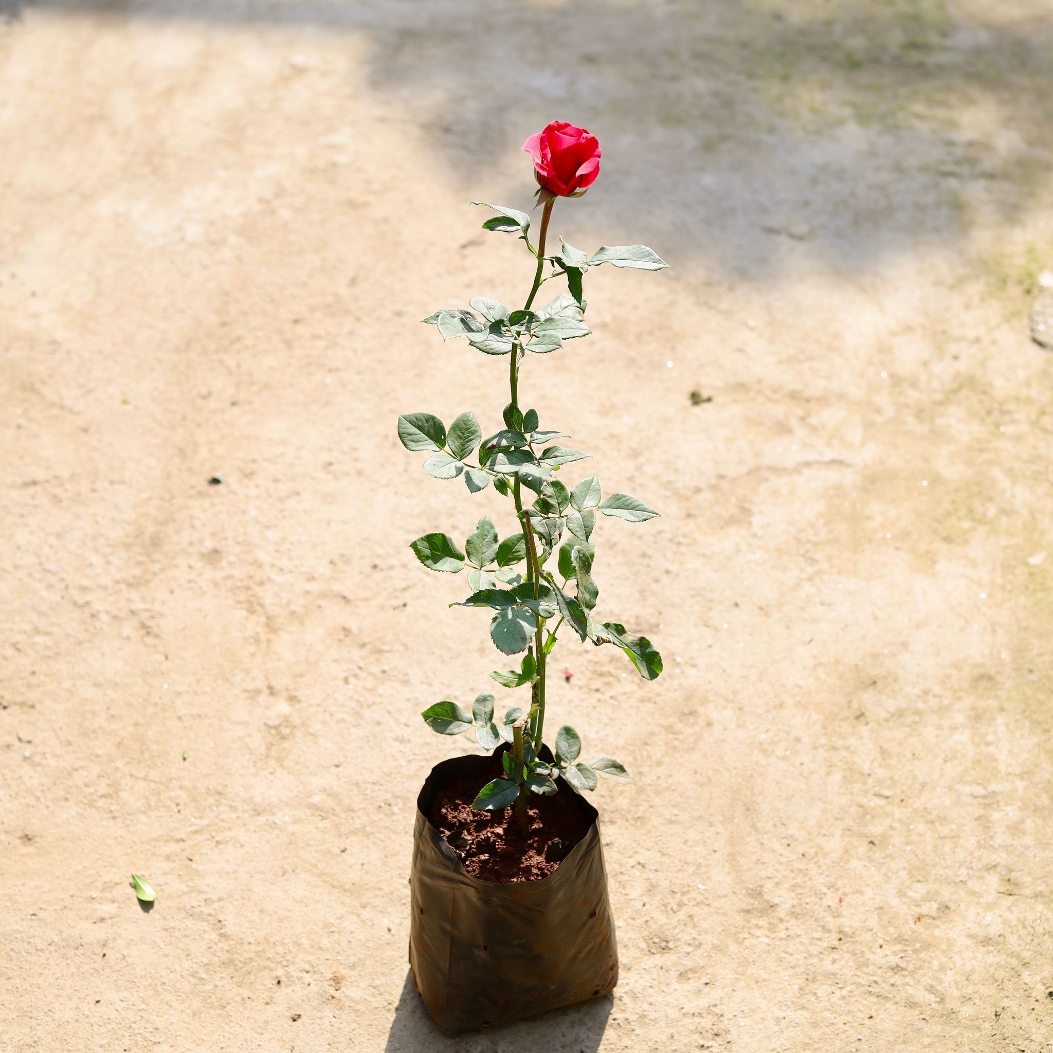 English Rose (Any Colour) in 6 Inch Nursery bag