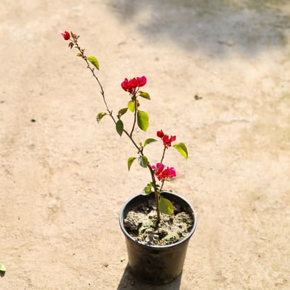 Buy Bougainvillea (Any Color) in 6 Inch Nursery Pot | Urvann.com