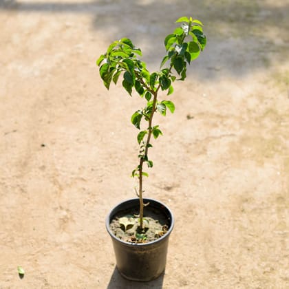 Buy Bougainvillea (Any Color) in 6 Inch Nursery Pot | Urvann.com