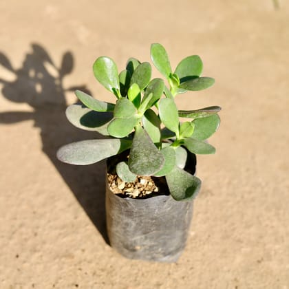 Buy Crassula Jade in 4 Inch Nursery bag | Urvann.com