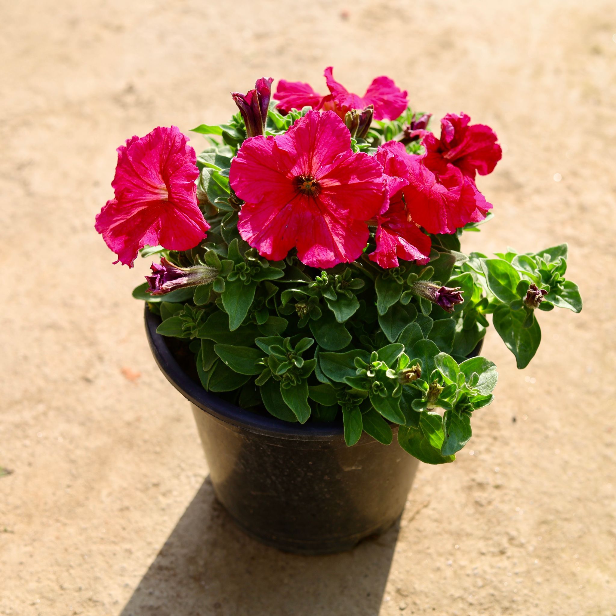 Petunia Red in 8 Inch Nursery Pot