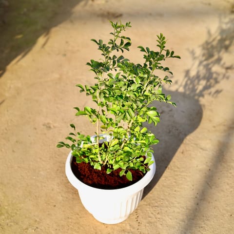 Madhu Kamini in 10 Inch White Olive Plastic Pot