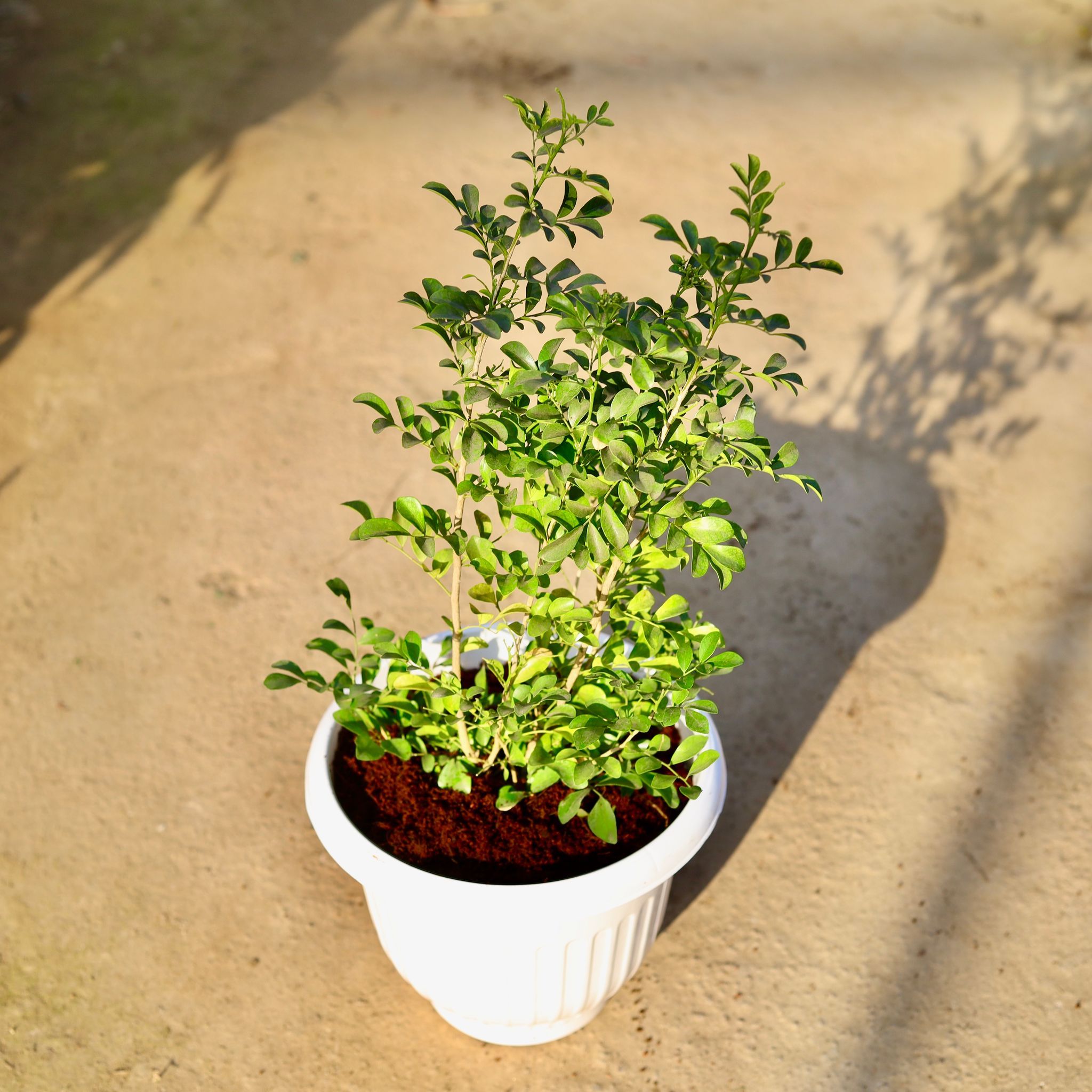 Madhu Kamini in 10 Inch White Olive Plastic Pot