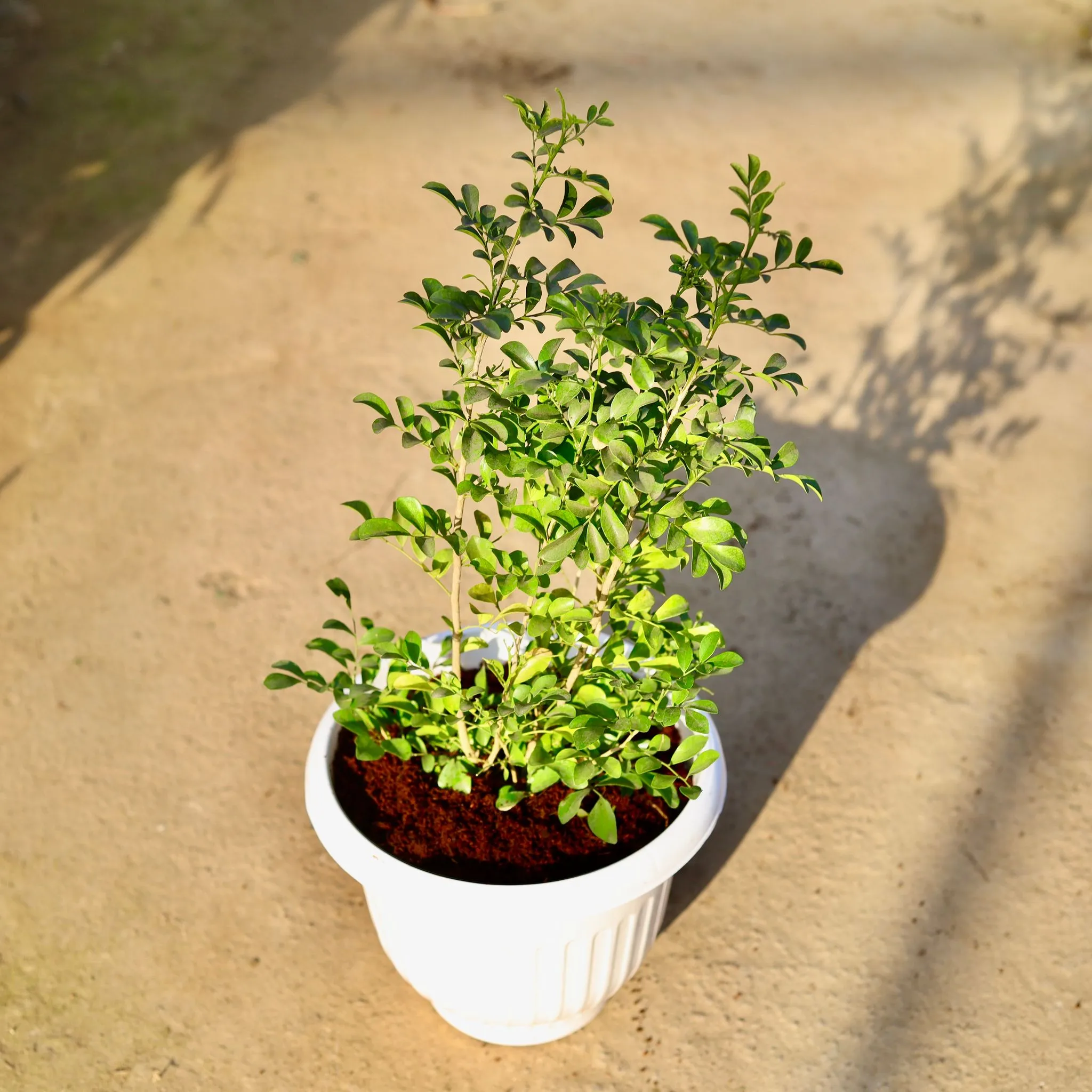 Madhu Kamini in 10 Inch White Olive Plastic Pot