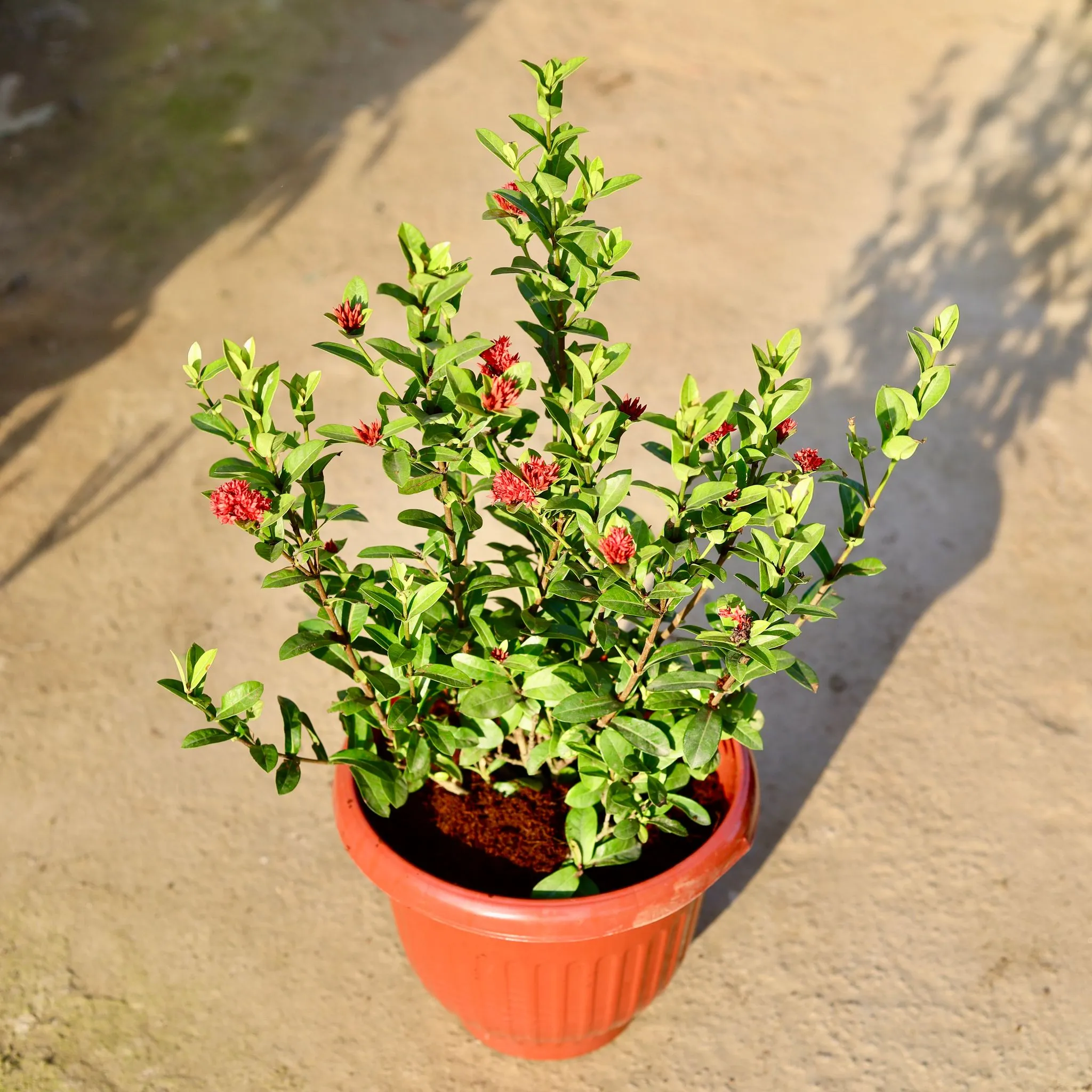Ixora Dwarf (Any Colour) in 10 Inch Terracotta Red Olive Plastic Pot