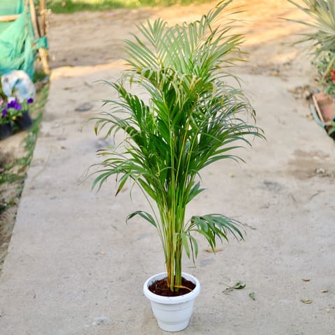 Areca palm in 10 Inch Classy White Plastic Pot