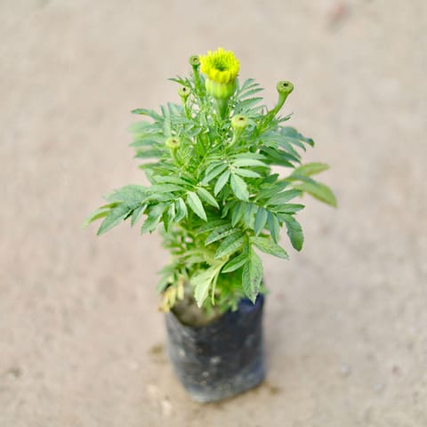 Marigold / Genda (Any Colour) in 4 Inch Nursery bag