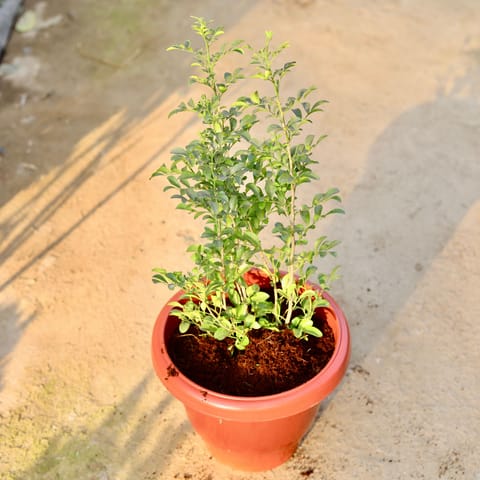 Madhu Kamini in 10 Inch Classy Red Plastic Pot