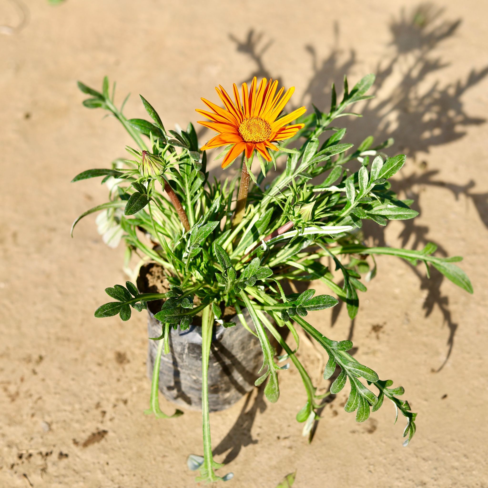 Gazania (Any Colour) in 4 Inch Nursery bag