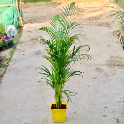 Buy Areca palm in 8 Inch Yellow Premium Tokyo Square Plastic Pot | Urvann.com