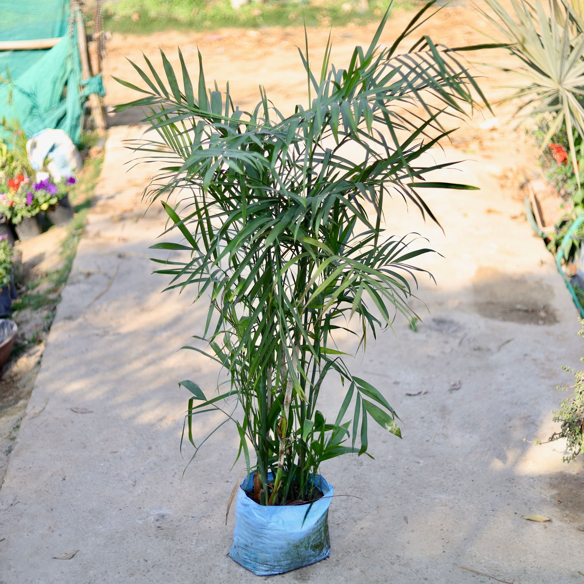 Chikotiya / Sepotia Palm in 12 Inch Nursery bag