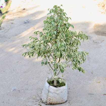 Buy Ficus Starlight in 12 Inch Nursery bag | Urvann.com