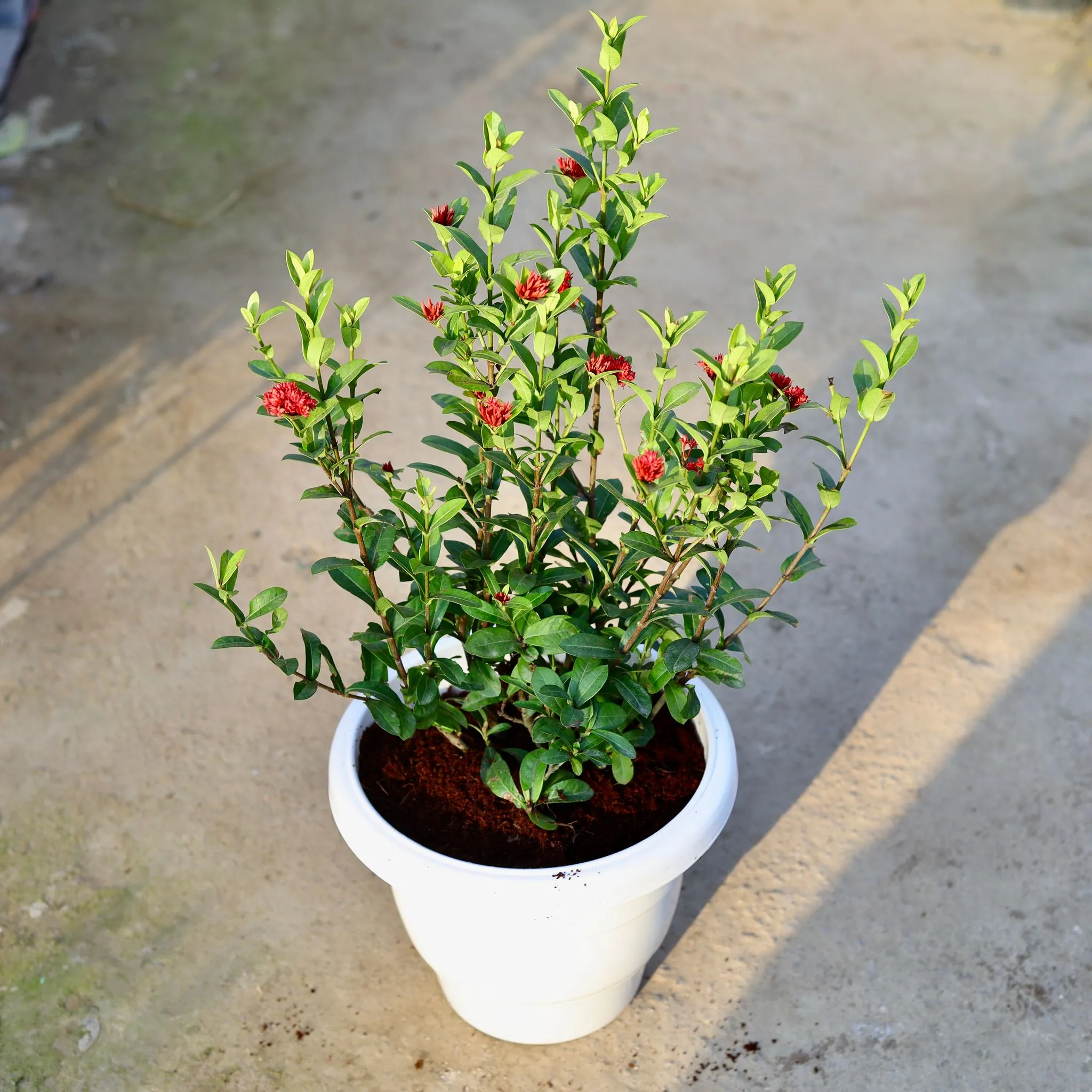 Ixora Dwarf (Any Colour) in 10 Inch Classy White Plastic Pot
