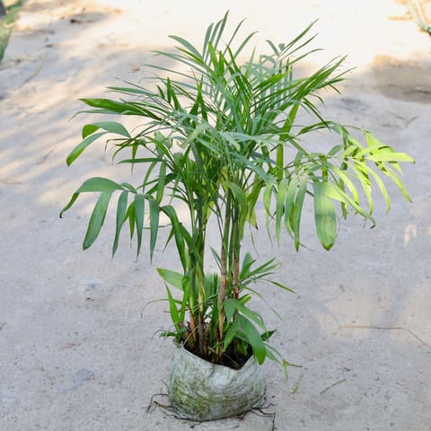 Chamaedorea Palm in 10 Inch Nursery bag