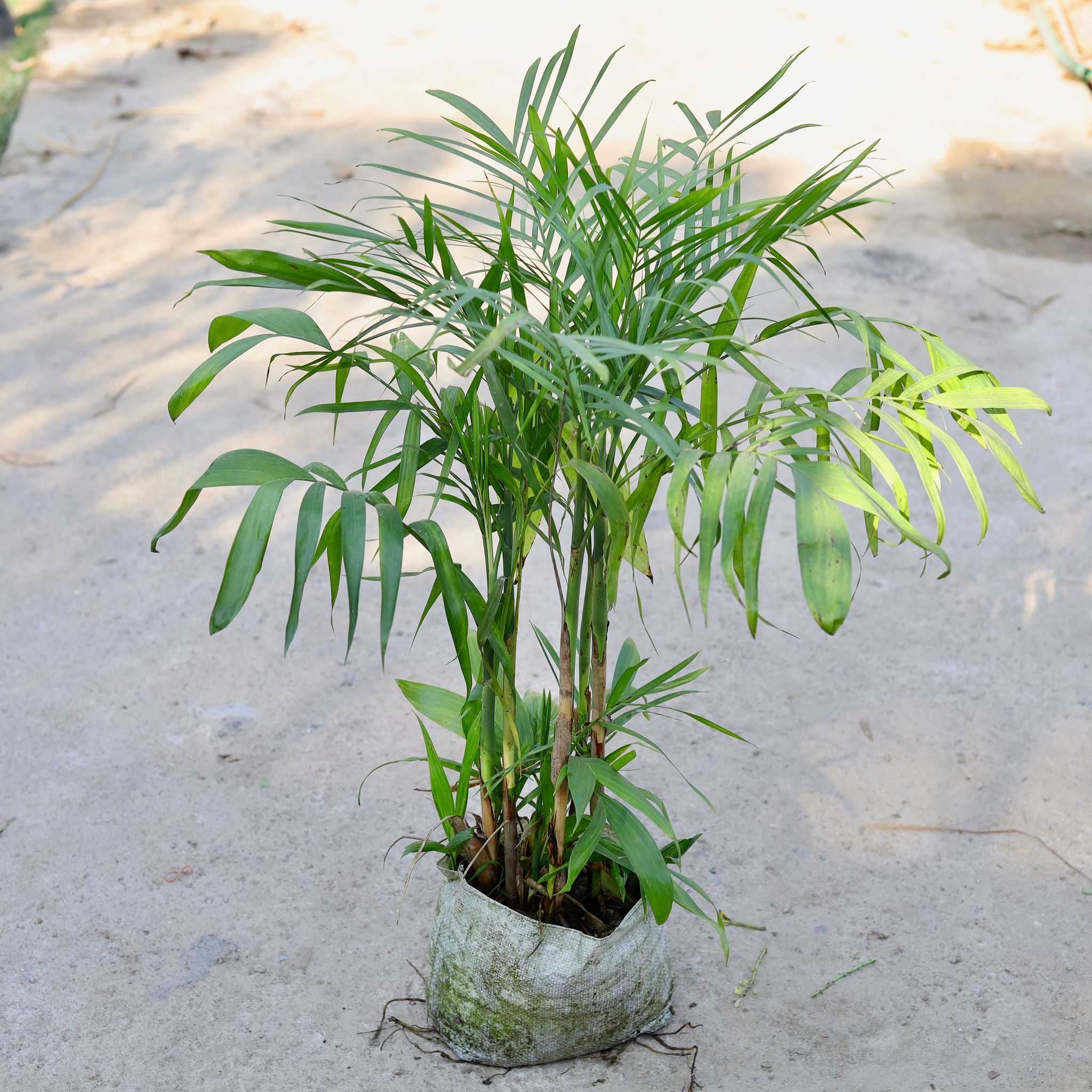 Chamaedorea Palm in 10 Inch Nursery bag