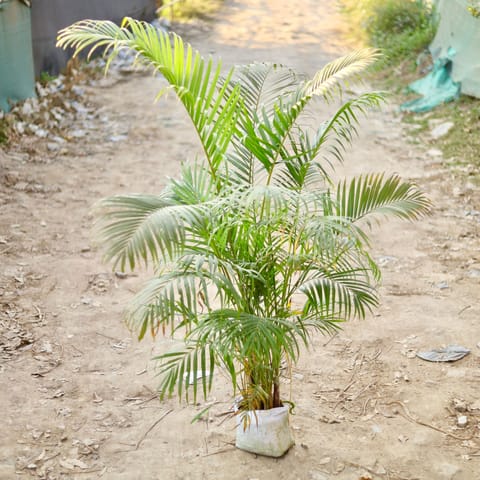 Areca palm in 10 Inch Nursery bag