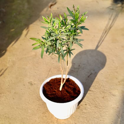 Buy Kaner / Oleander (Any Colour) in 10 Inch White Olive Plastic Pot | Urvann.com